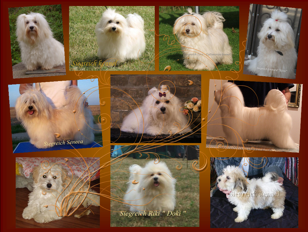 Bichon HavaneseHavanais Gallery